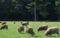 草をはむ羊たち